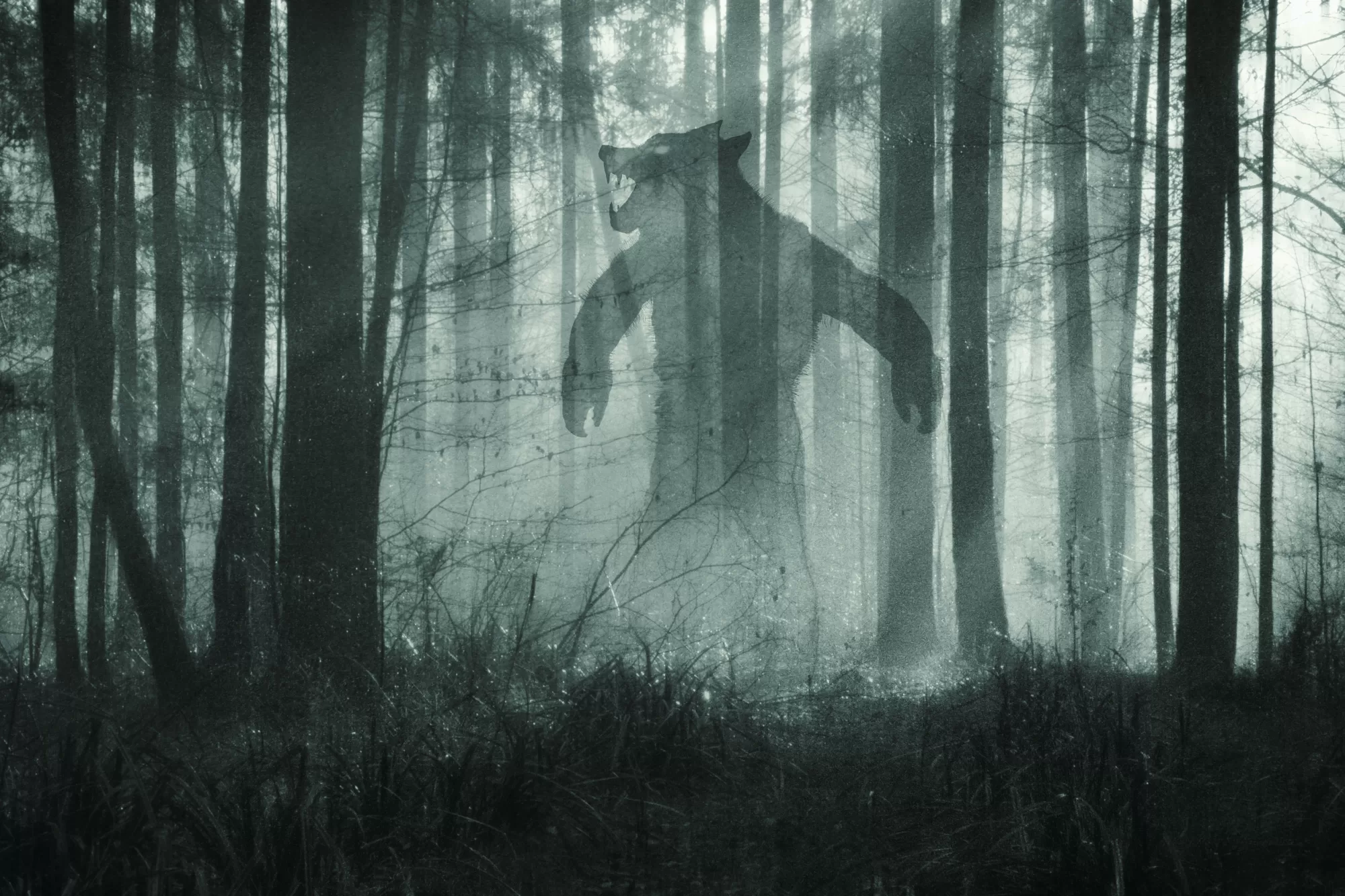 Michigan's Dogman standing in a foggy forest