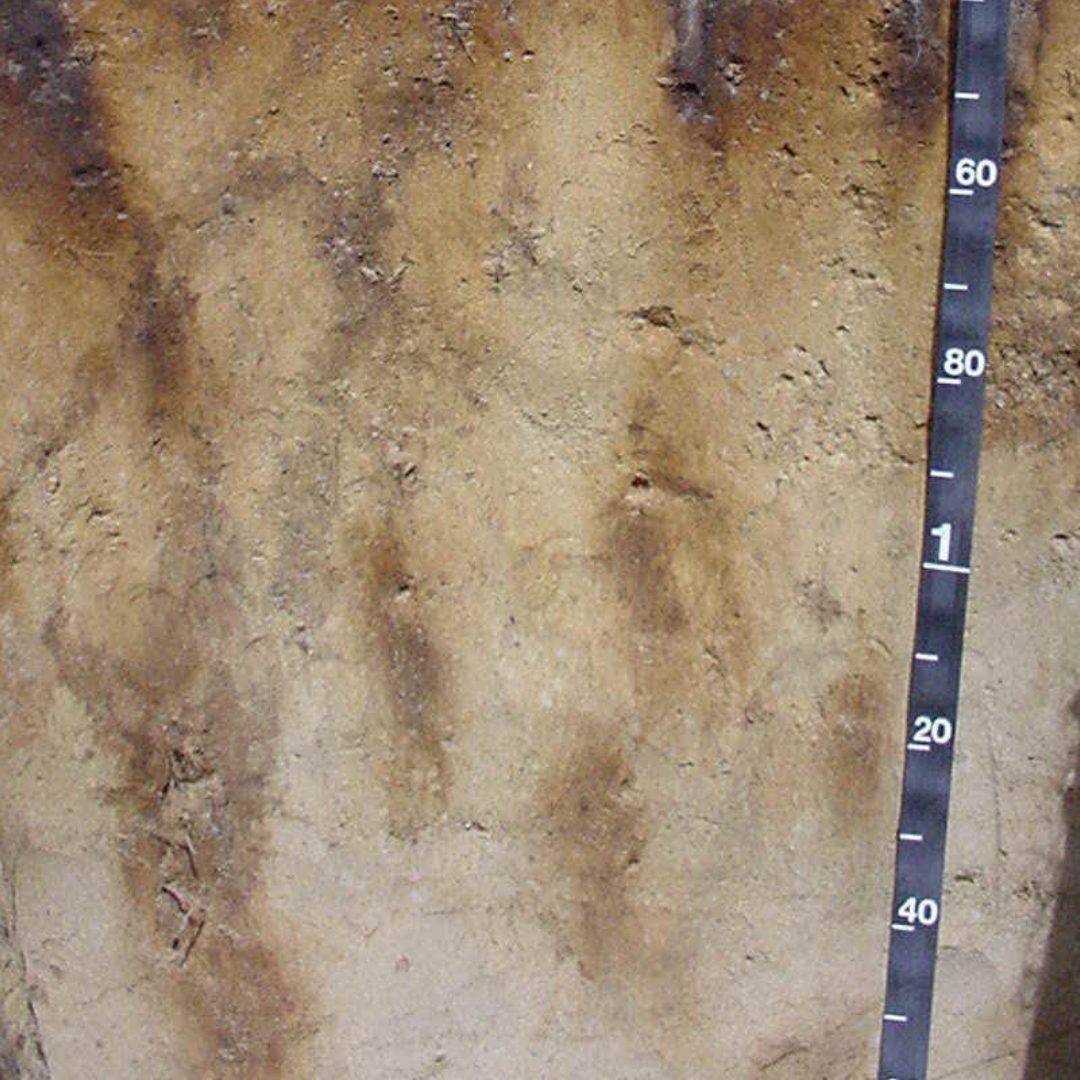 On July 18, 1991, Kalkaska Sand was officially named Michigan’s State Soil. Discover the story behind this sandy icon of natural heritage.