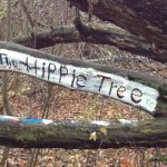 Hippie Tree in Winter Traverse City State Hospital trail