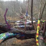 Hippie Tree in Winter Traverse City State Hospital trail