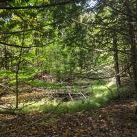 Rugg Pond Dam Natural Area Kalkaska County