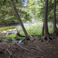 Rugg Pond Dam Natural Area Kalkaska County