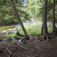 Rugg Pond Dam Natural Area Kalkaska County