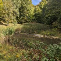 Rugg Pond Dam Natural Area Kalkaska County