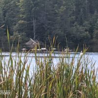 Rugg Pond Dam Natural Area Kalkaska County