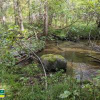 Seven Bridges Natural Area Kalkaska County