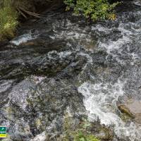 Seven Bridges Natural Area Kalkaska County