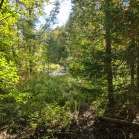 Seven Bridges Natural Area Kalkaska County
