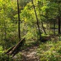 Seven Bridges Natural Area Kalkaska County