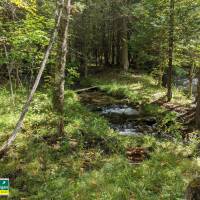 Seven Bridges Natural Area Kalkaska County