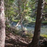 Seven Bridges Natural Area Kalkaska County