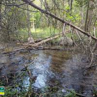 Seven Bridges Natural Area Kalkaska County