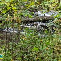 Seven Bridges Natural Area Kalkaska County