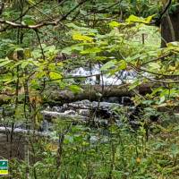 Seven Bridges Natural Area Kalkaska County