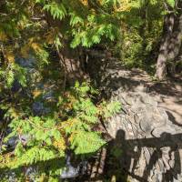 Seven Bridges Natural Area Kalkaska County